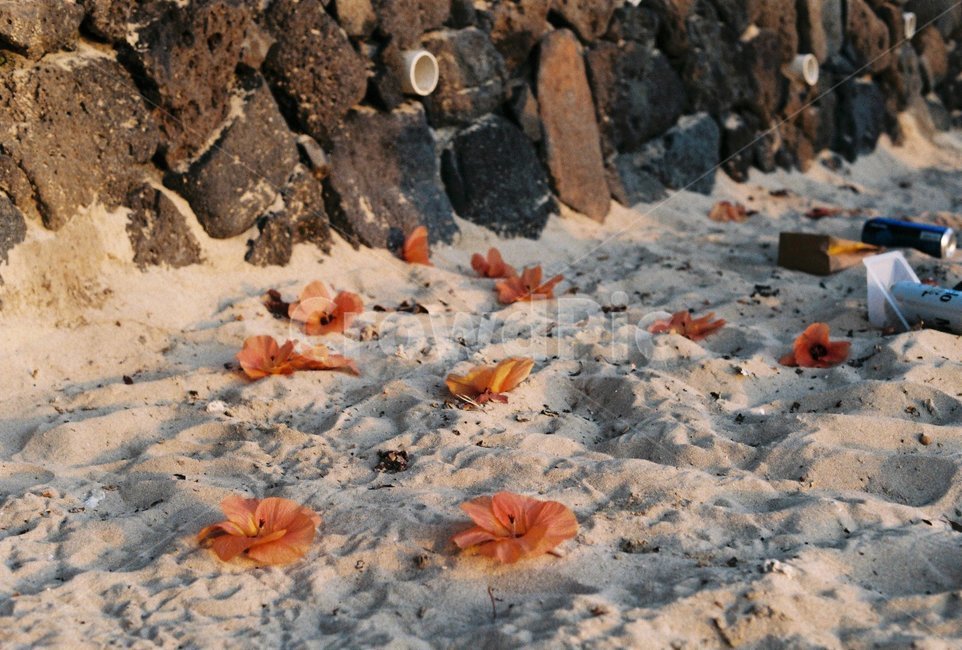 꽃,식물,자연,nature,flower,모래,해변,sand,돌