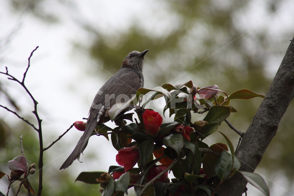 동백,직박구리,새,조류,brownearedbulbul,참새목,식물,자연,plants,nature,꽃,flower,동물,animal,조류,새,birds