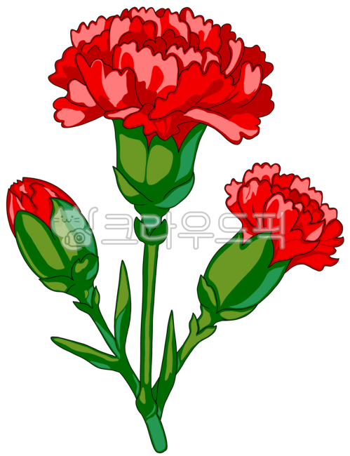 카네이션,꽃,빨간색꽃,카네이션꽃,카네이션일러스트,식물,빨간카네이션