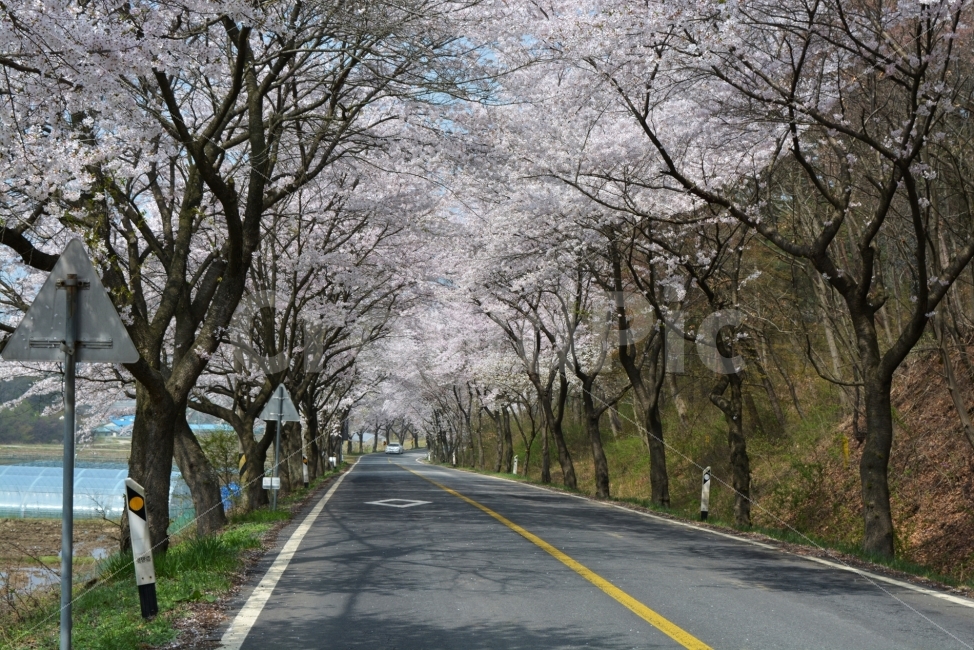 벚꽃,길,봄,design,봄의향기,향수,낭만,자연,풍경,nature,landscape,봄,계절,spring,season,road,도로,asphalt,아스팔트,freeway,고속 도로,highway,고속도로