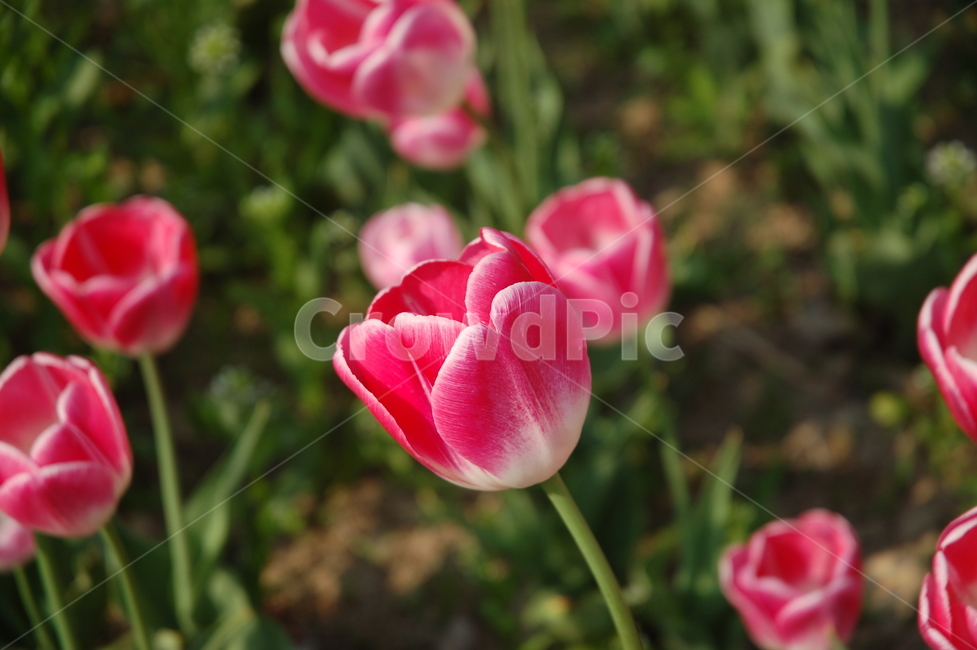 봄,꽃,튤립,예쁜꼿,flower,식물,자연,plants,nature,꽃,flower