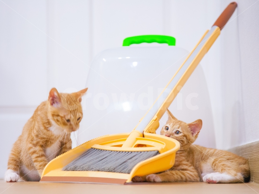 고양이,아깽이,냐옹이,냥냥이,귀여움,동물,animal,포유류,mammal,고양이,cat,kitten,kitty