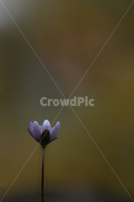 야생화,꽃,식물,청노루귀,앉은부채,식물,자연,plants,nature,꽃,flower
