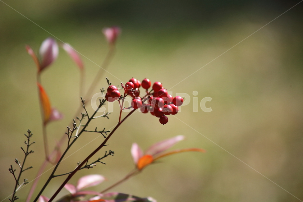남천,식물,열매,빨강,nandina,남천열매,식물,자연,plants,nature,과일,열매,fruit