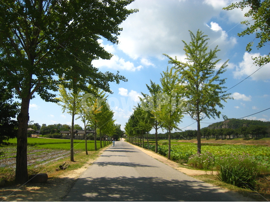 경북,안동,하회마을,길,파란하늘,구름,road,tradition,blue,sky,나무,tree,cloud,시골,rural풍경,scenery,Landscape,자연,풍경,nature,landscape,도로,asphalt,아스팔트