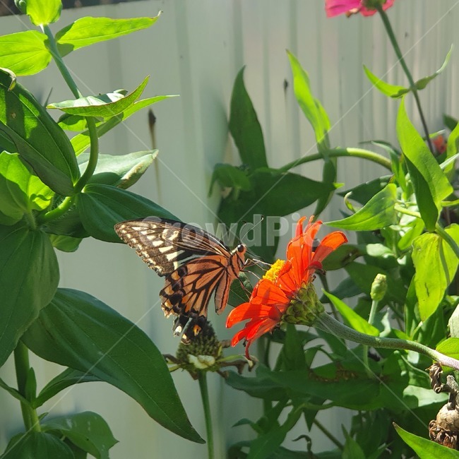 곤충,insect,animal,butterfly,plant,식물,나비,곤충,벌레,insect,bug