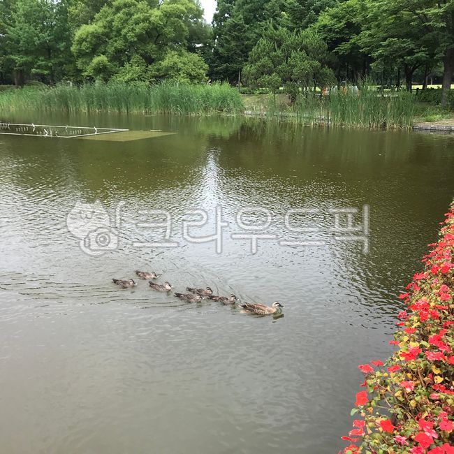 nature,tree,several,Birds,water,mallard duck,flower,outdoor,duck family,duck,duckling,lake,park,swim