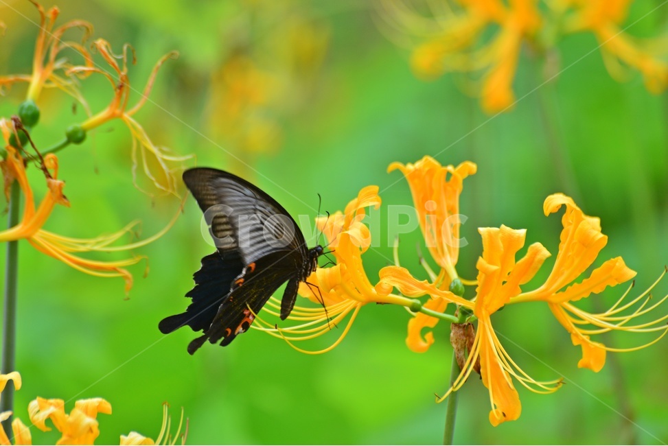 plant,식물,blossom,flower,꽃,꽃무릇,나비,호랑나비,식물,자연,plants,nature,꽃,flower,곤충,벌레,insect,bug