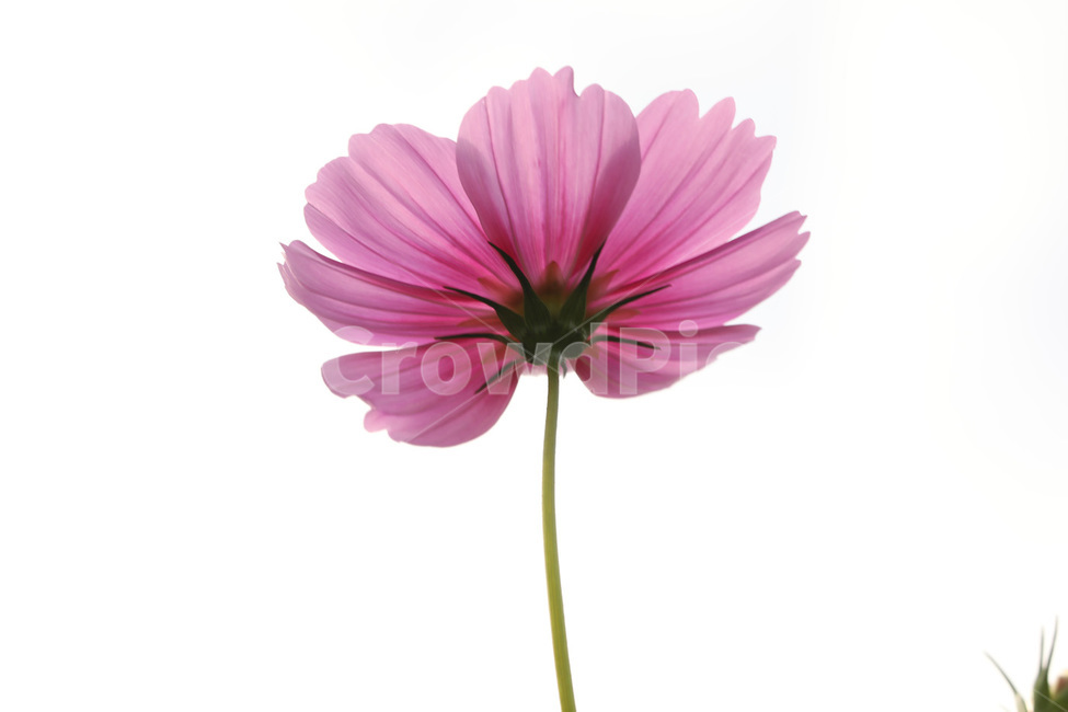 가을,코스모스,빨강,하나,고귀함,식물,자연,plants,nature,꽃,flower