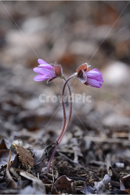 봄,꽃,봄꽃,노루귀,야생화,spring,flower,closeup,접사,근접촬영,봄,계절,spring,season,식물,자연,plants,nature,꽃,flower,plant,blossom,geranium,제라늄