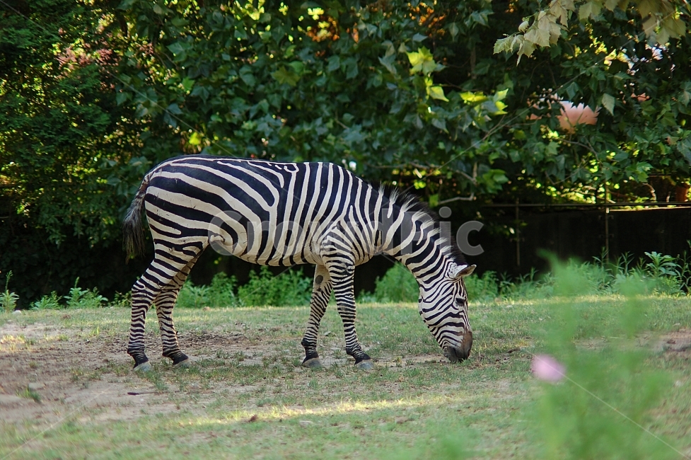 동물,animal,자연,nature,동물원,포유류,얼룩말,동물,animal,포유류,mammal