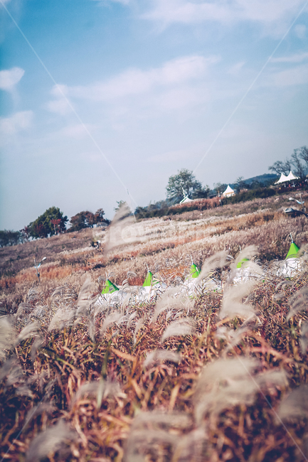공원,갈대,하늘,감성,분위기,가을,계절,fall,autumn,season