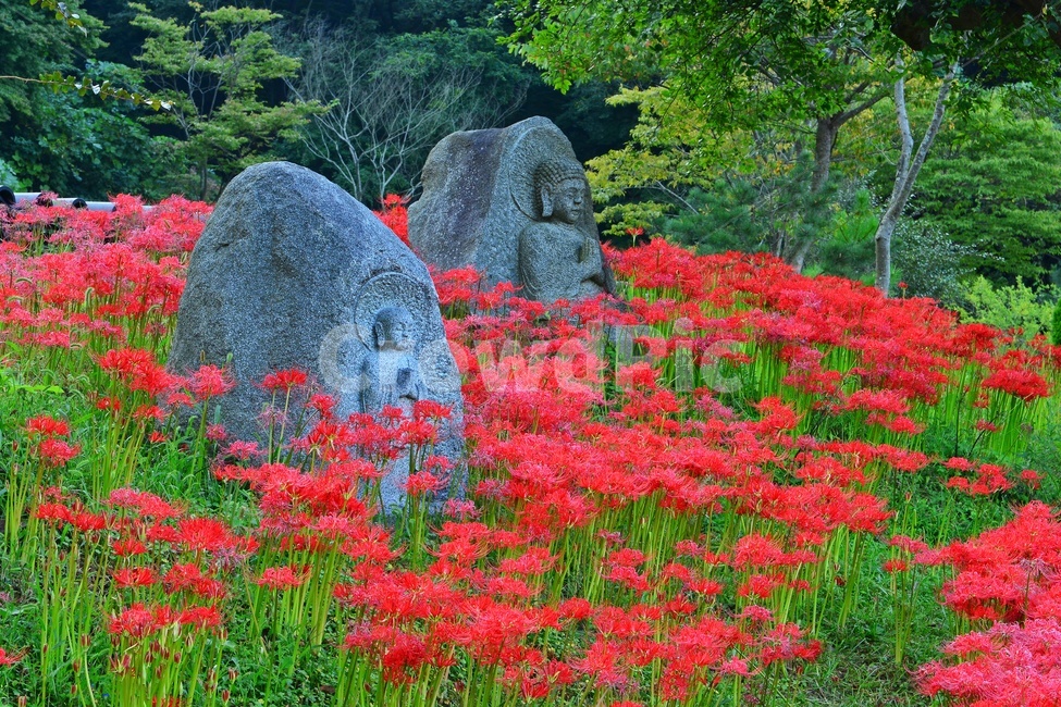 nature,자연,scenery,풍경,outdoors,옥외,landscape,경치,함평,용천사,사적지,문화재,꽃무릇,상사화,사찰,절,불교