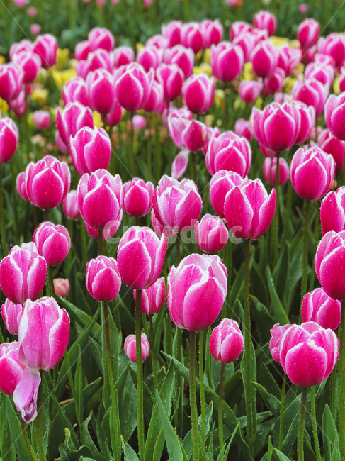 plant,식물,flower,blossom,꽃,튤립,튤립축제,식물,자연,plants,nature,꽃,flower