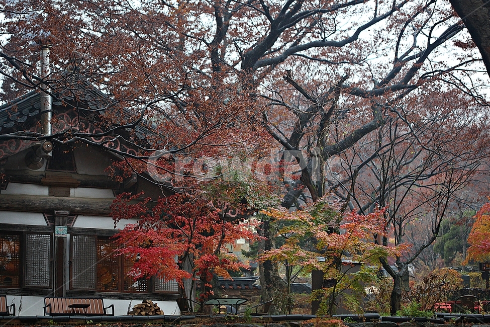 카페,전통차,한옥,기와집,단풍,낙엽,한옥집,자연,풍경,식물,옛날집,건물,건축물,가을,계절,가을,계절,fall,autumn,season,한국전통,한국문화,korean traditional,korean culture
