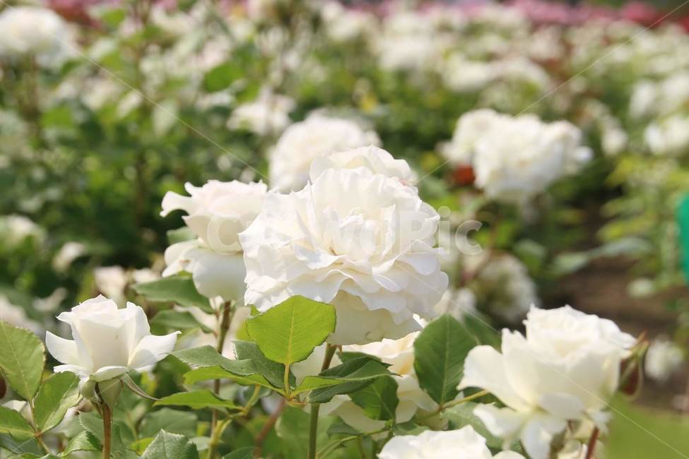 꽃,5월,장미,식물,계절,식물,자연,plants,nature,꽃,flower