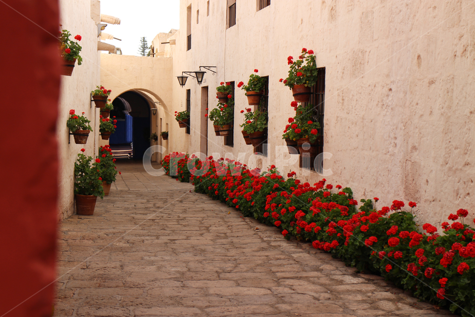 arequipa,peru,southamerica,antacatalina,아레키파,페루,wall,벽,남미,red,direction,path,alley,calle,좁은길,plant,식물,fresh,green,배경,background,오래된,vintage,rustic,building,건물,white,흰,골목길,alley