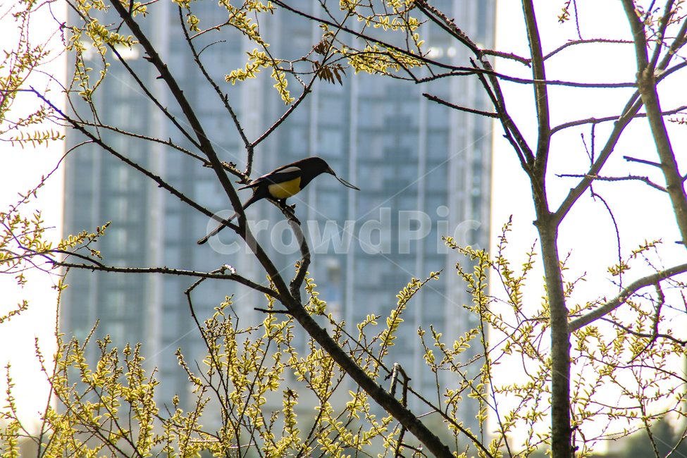 까치,조류,울산,태화강근처,나뭇가지,동물,animal,조류,새,birds