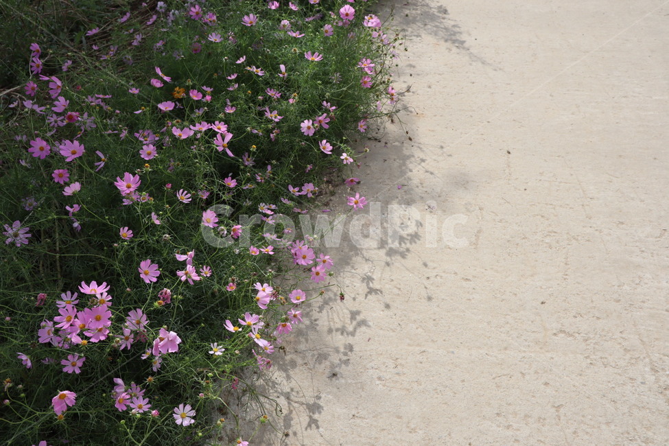 geranium,제라늄,flower,꽃,plant,식물,blossom,길,잔꽃,코스모스,식물,자연,plants,nature,꽃,flower