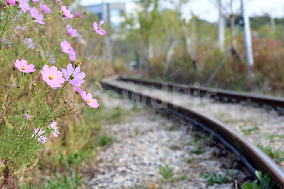가을,코스모스,풍경,꽃,기차,기찻길,가을,계절,fall,autumn,season,식물,자연,plants,nature,꽃,flower,감성,sensible,feeling