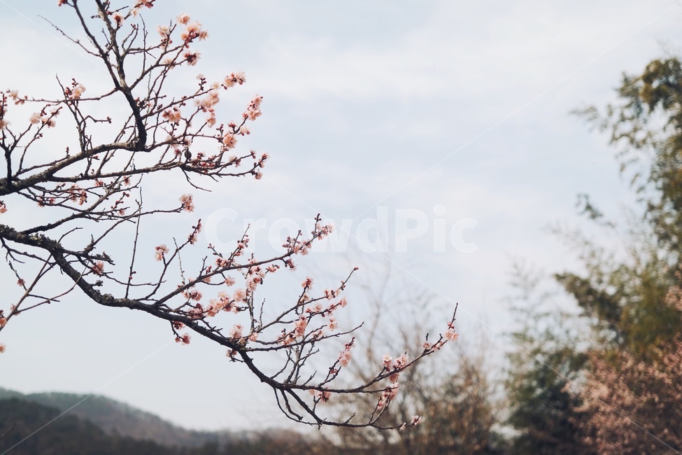 매화,식물,plant,꽃,하늘,식물,자연,plants,nature,꽃,flower