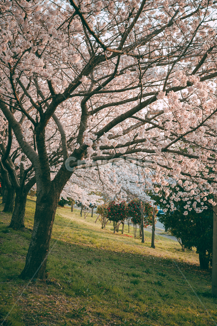 blossom,꽃,flower,벚꽃,cherryblossom,풍경,맥도생태공원,나무