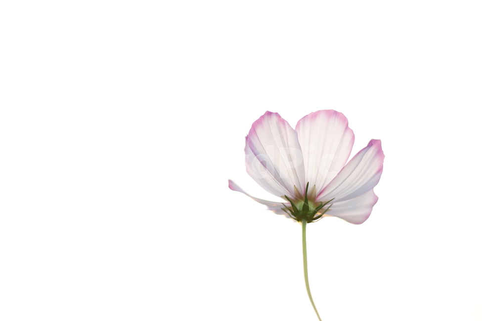 코스모스,꽃,flower,cosmos,식물,식물,자연,plants,nature,꽃,flower