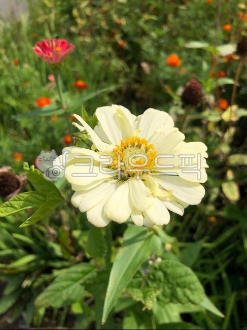 백일홍,가을꽃,여름꽃,야생화,꽃,들꽃,flower,crapemyrtle,행복,하얀꽃,고백,plant,식물,국화