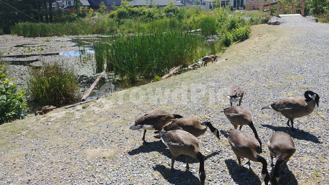 산책,강가,기러기,오리,오리무리,오리무리,먹이사냥,ducks,동물,animal,조류,새,birds