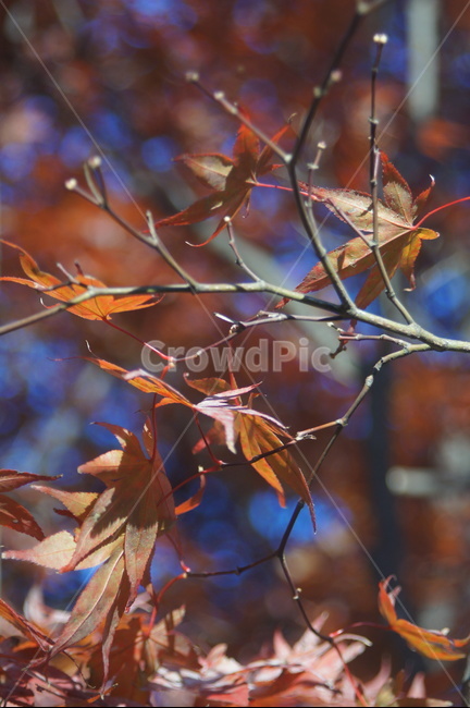 plant,잎,식물,단풍,autumn,식물,자연,plants,nature