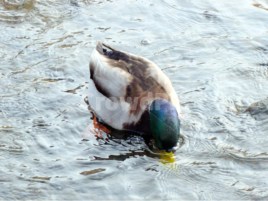 오리,조류,사냥,개울가,duck,동물,animal,조류,새,birds