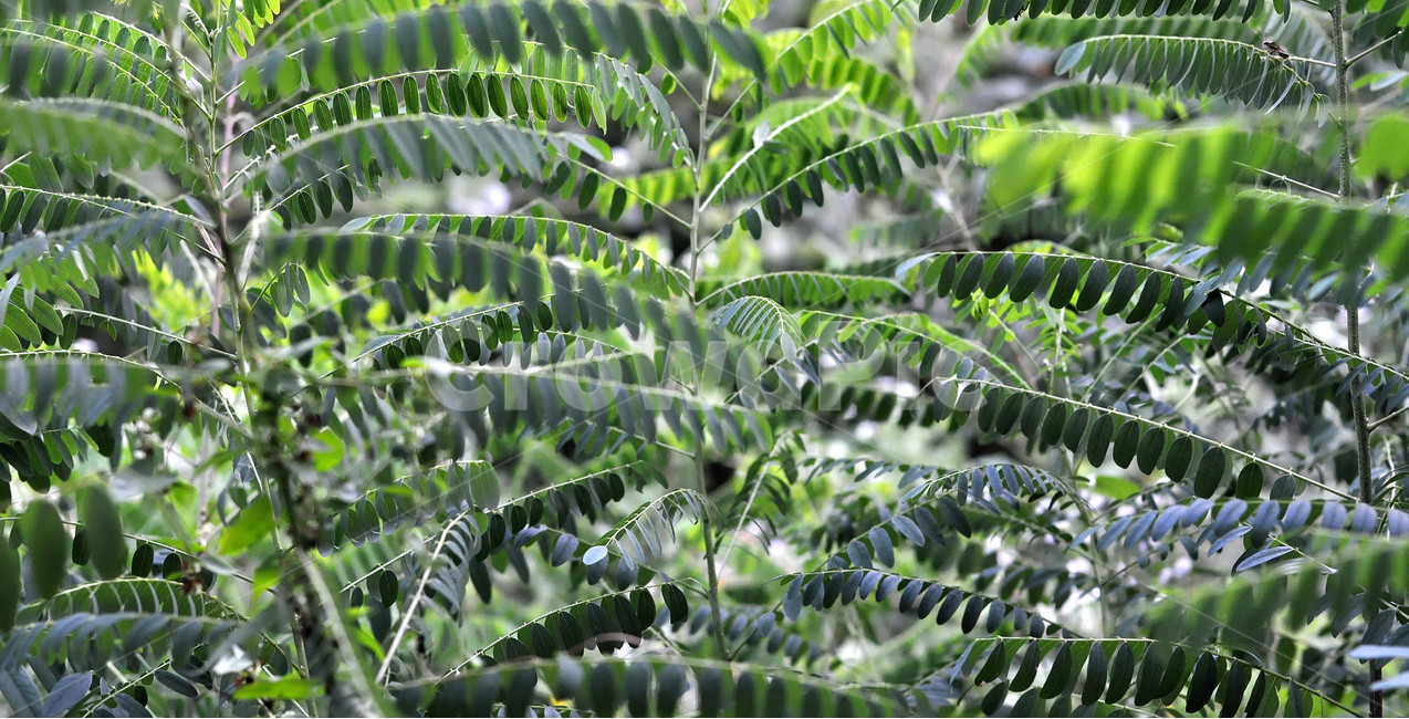 아카시아,식물,자연,군락,푸르름,식물,자연,plants,nature