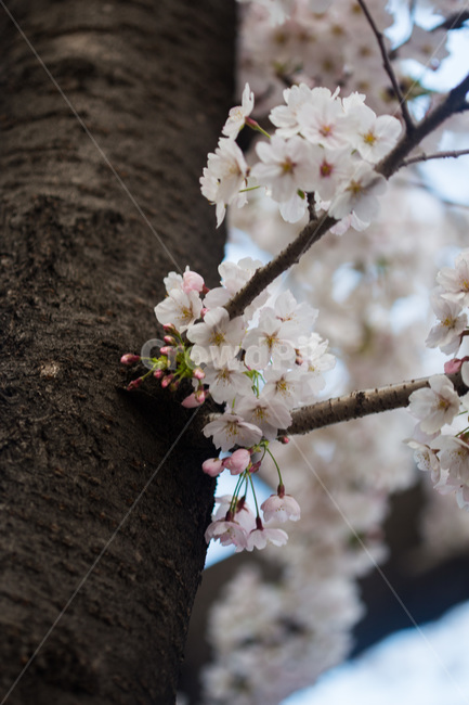 spring,cherryblossoms,pink,warm,벚꽃,분홍색,핑크색,봄,따듯함,plant,식물,flower,꽃,blossom