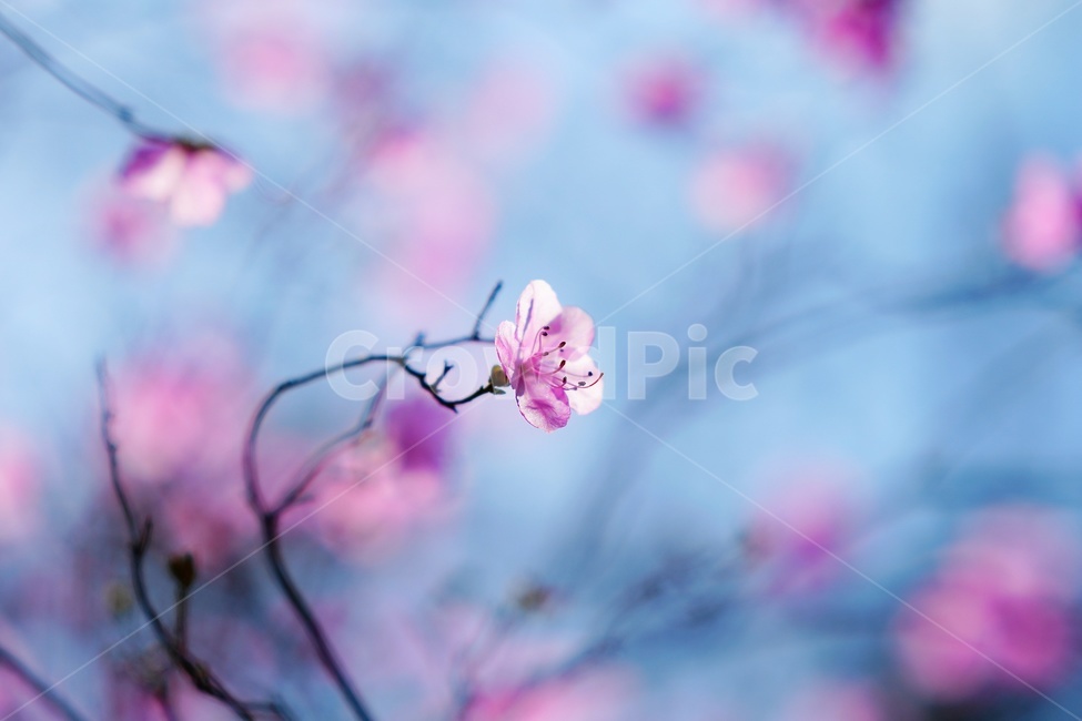 진달래꽃,azalea,꽃,flower,plant,식물