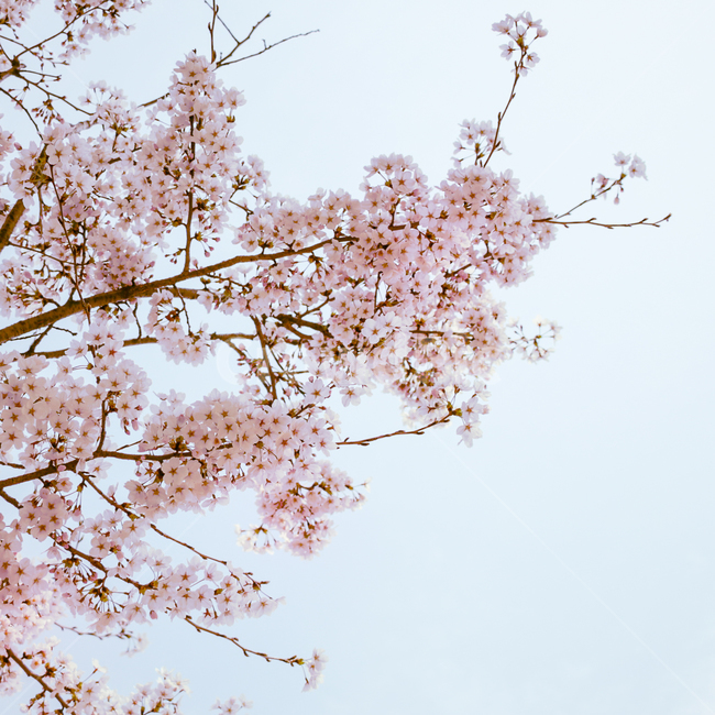 plant,식물,flower,꽃,blossom,cherryblossom,벚꽃