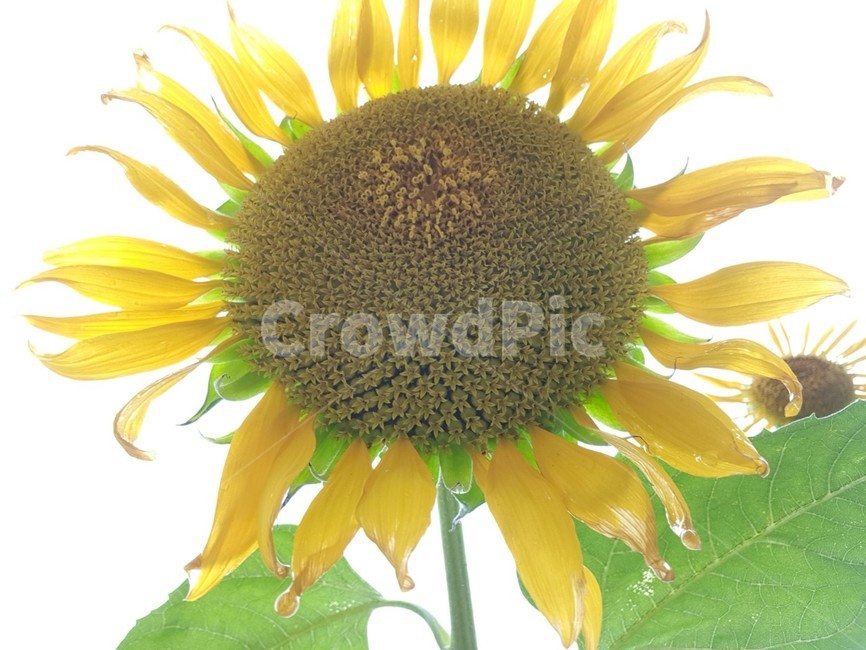 meadow,sunny,nature,sunflower,outdoor,flower,season,field,yellow,summer,rural,초원,맑은,자연,해바라기,야외,꽃,시즌,필드,노랑,여름,농촌