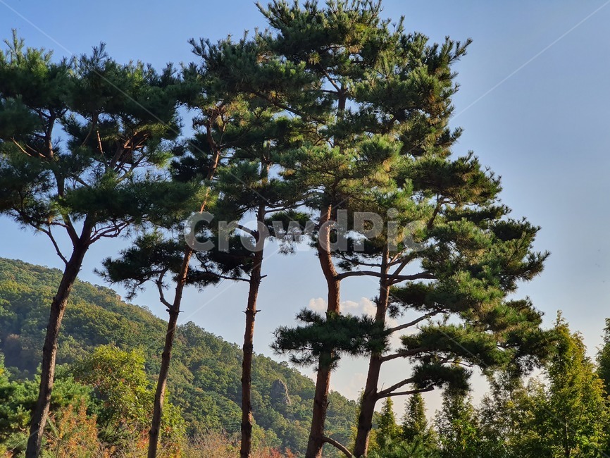 tree,나무,plant,식물,산,소나무