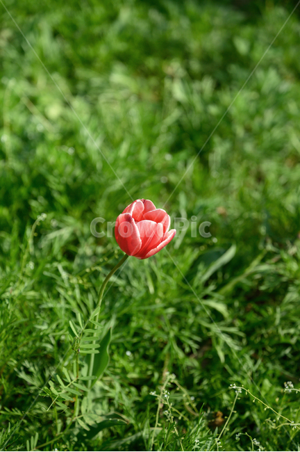 꽃,튤립,서울숲,빨간꽃,봄,봄꽃