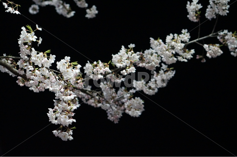 벗꽃,야경,가로등,흰색,빛,밤,봄,계절,spring,season,야경,밤,풍경,nightscape,night,landscape,식물,자연,plants,nature,꽃,flower,plant,blossom