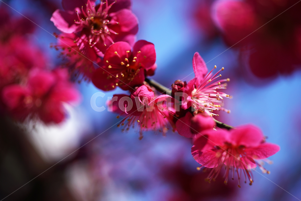 홍매화,매화,홍매,꽃,봄,계절,붉은빛매화,식물,자연,plants,nature,꽃,flower