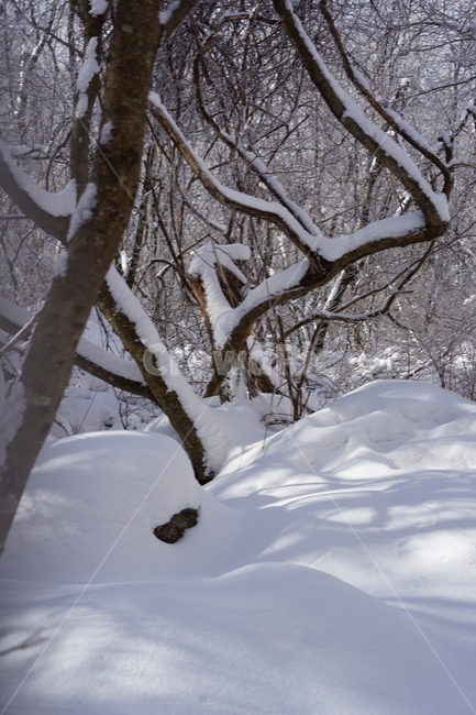 눈밭,눈,설산,겨울산,snow,자연,풍경,겨울,계절,winter,season