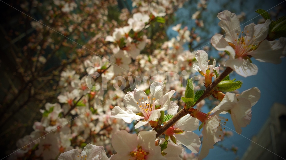 자연,꽃,벚꽃,개화,nature,flower,blossom,식물,plant,봄,계절,spring,season,식물,자연,plants,nature,꽃,flower