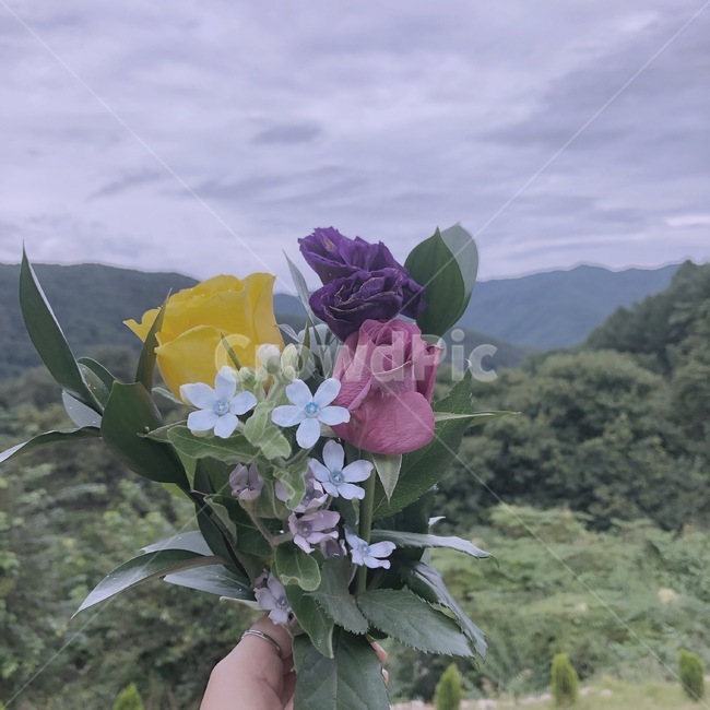 plant,식물,flower,꽃,blossom,꽃부케,flowerbouquet,꽃꽂이,flowerarrangement,꽃다발,노란튤립,분홍튤립,식물,자연,plants,nature,꽃,flower