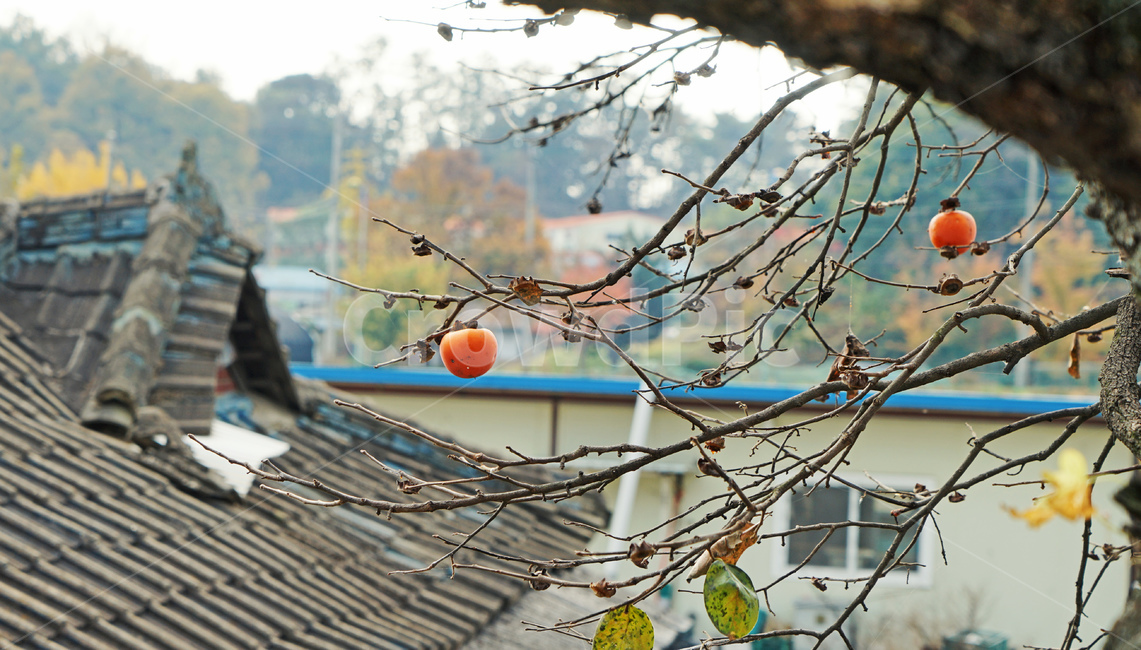 감,가을,지붕,과일,food,식품,plant,식물,fruit,가을,계절,fall,autumn,season