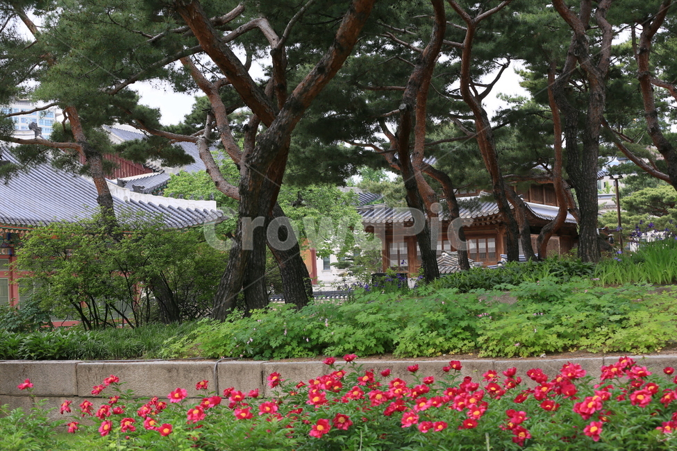 고궁,덕수궁,서울여행,궁궐,하막꽃,작약,한국전통,한국문화,korean traditional,korean culture,랜드마크,landmark,tourist attraction,한국랜드마크,한국관광지,한국명소,korea landmark,korea tourist attraction,식물,자연,plants,nature,나무,trees,wood