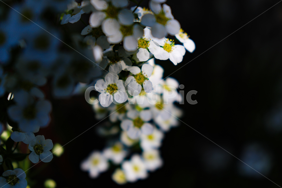 꽃,flowers,식물,꽃나무,geranium,flower,제라늄,plant,나무,tree,봄,spring,weather,blossom