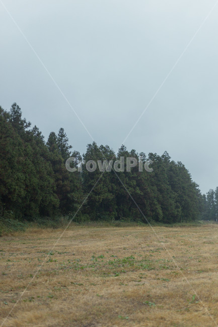 제주도,숲,가을,안개,하늘,풀,자연,풍경,nature,landscape,tree,나무,plant,식물,fir,전나무