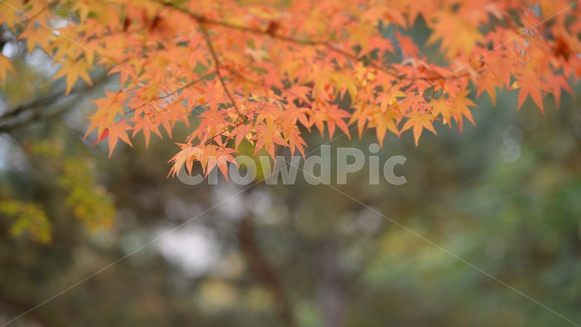 가을,단풍,빨강,나무,자연,가을,계절,fall,autumn,season,leaf,잎,plant,식물,tree
