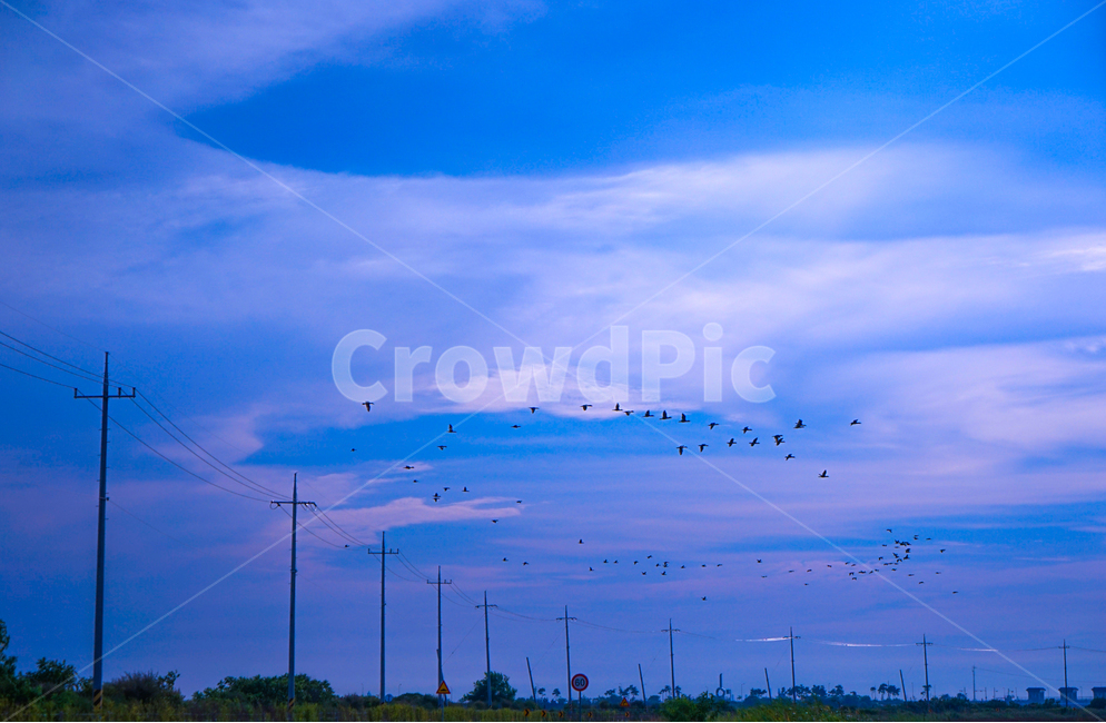 새,새떼,철새,전봇대,하늘,구름,조류,자연,풍경,nature,landscape,동물,animal,조류,새,birds,bird