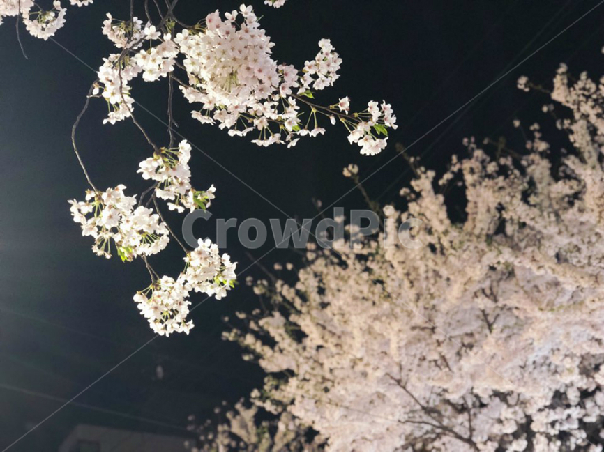 벚꽃,벚꽃사진,꽃,4월,풍경,배경,이쁜사진,꽃사진,5월,flower,벚꽃축제,꽃축제,봄,계절,spring,season,식물,자연,plants,nature,꽃,flower,plant,blossom